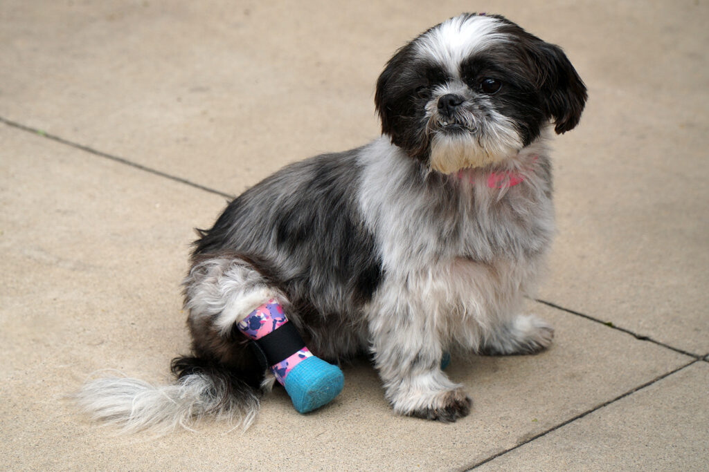 Shih Tzu recovered after intervention