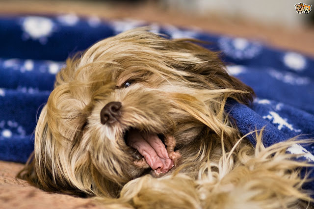 Shih Tzu Dreams