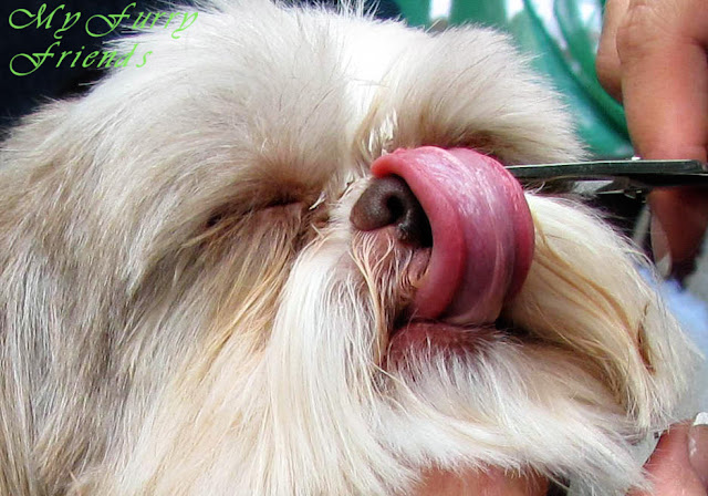 Shih Tzu Licked Me