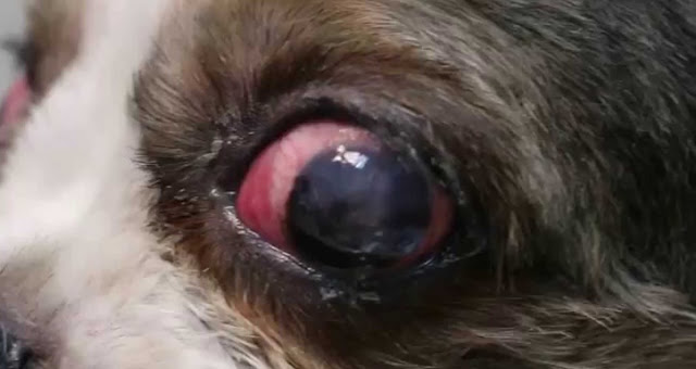 Red Eye shih tzu