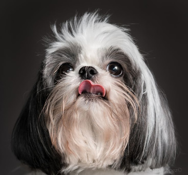 Shih Tzu licking