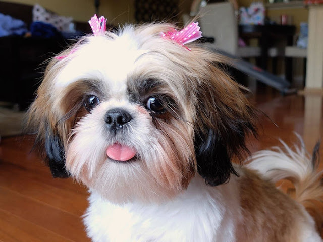 Female Shih Tzu cooler