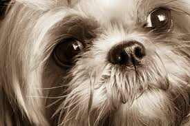 Shih Tzu Slugs