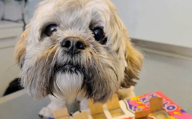 shih tzu loves