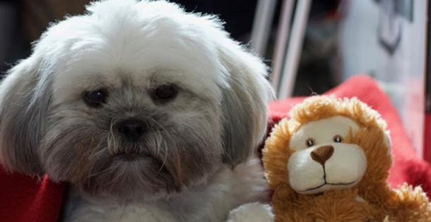 lure shih tzu