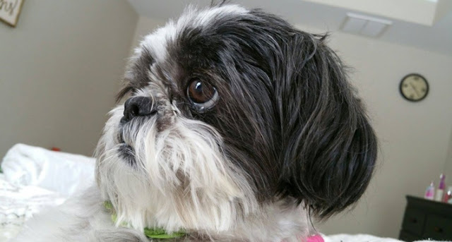 Shih Tzu Health Issues