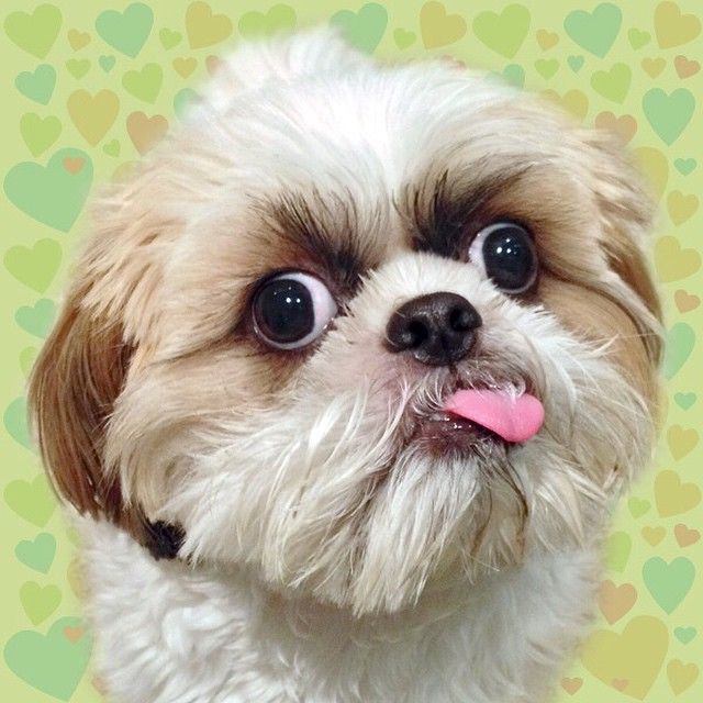 Shih Tzu With Down Syndrome, Understand What It Is How It Works