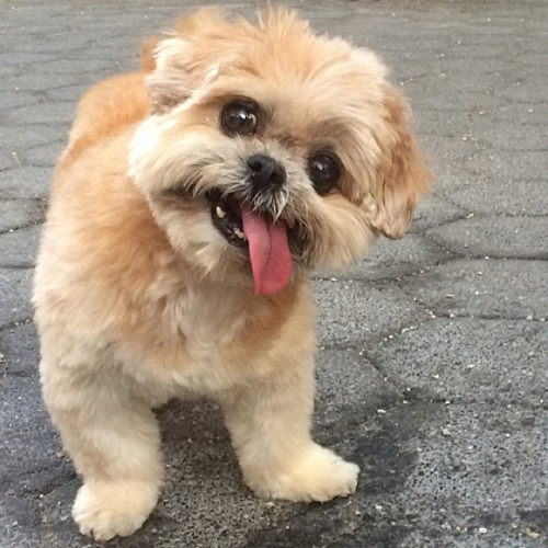 Shih Tzu With Down Syndrome, Understand What It Is How It Works