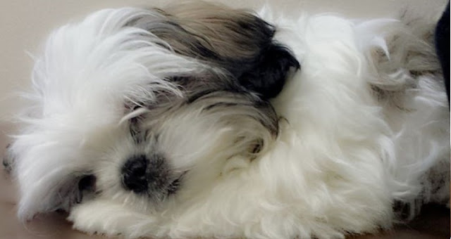 Shih Tzu dream